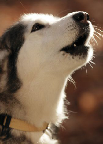 The magical dog by M. N. N - Ourboox.com