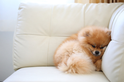 Romeo the little dog by maya and hadar - Ourboox.com