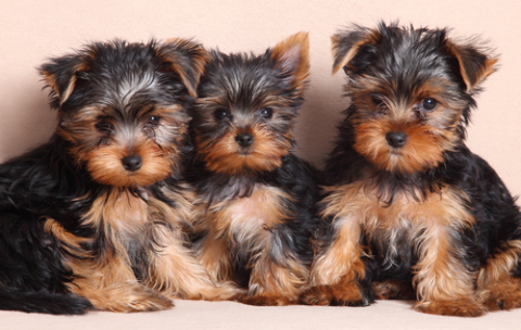 cats and dogs by romy and nikol - Ourboox.com