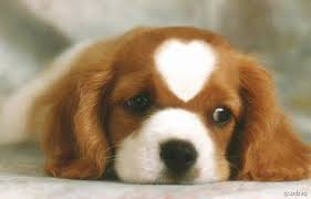 The Dogs are Cute by gayadana - Ourboox.com