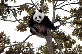 الباندا by hala abusnineh - Illustrated by حلا وميار - Ourboox.com