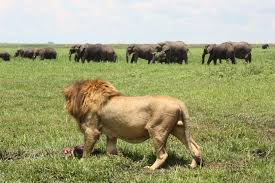 The Lion King by Sagi and Liam - Ourboox.com