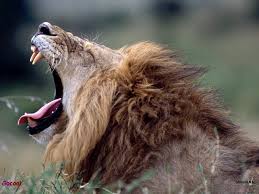 King of the Animals by Ravid and Noa - Ourboox.com