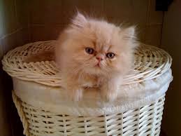 Cat by Nir - Ourboox.com