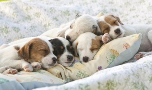 The Lost Dogs by Oriya Beilis and Eviatar - Ourboox.com