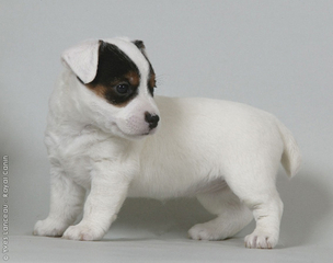 The Lost Dogs by Oriya Beilis and Eviatar - Ourboox.com