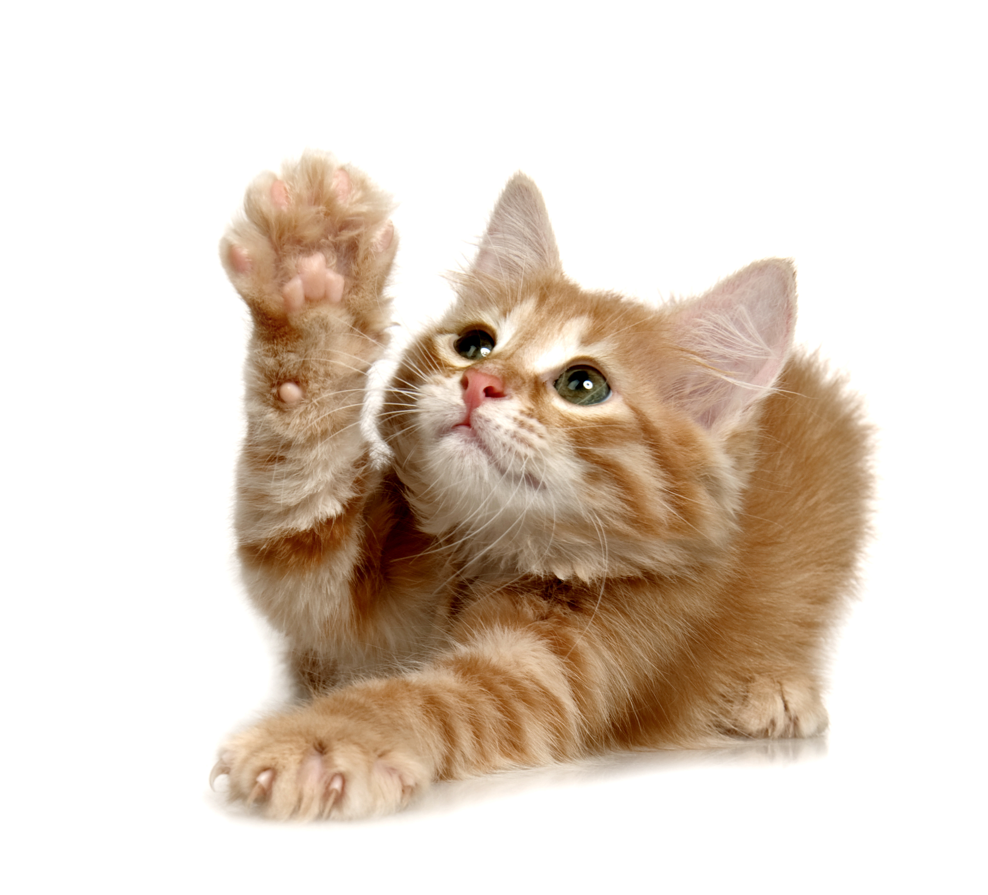 Cats by tal - Illustrated by Tal Bar-Orian - Ourboox.com