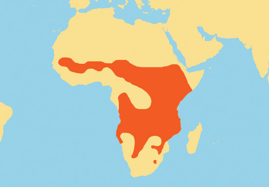 The Lion King by Sagi and Liam - Ourboox.com