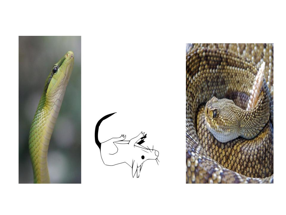 The even rat problem by Tatiana Ortiz - Illustrated by tatiana - Ourboox.com