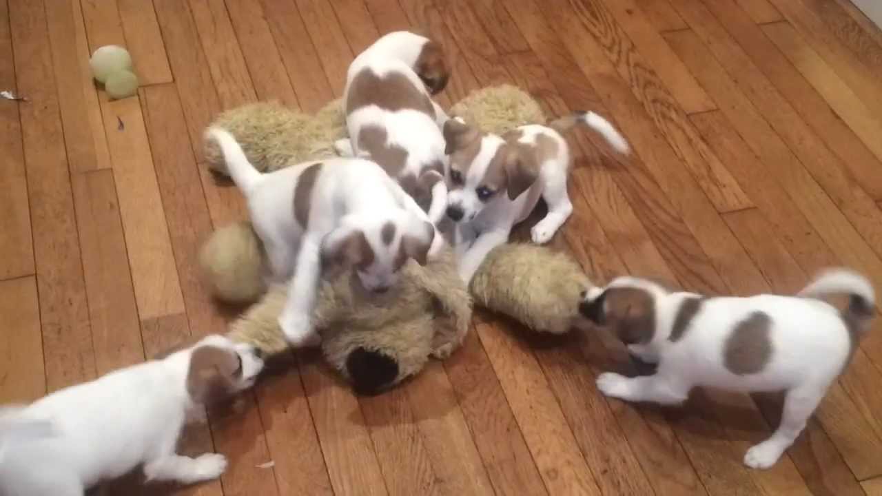 My Dog by emmaharari - Ourboox.com