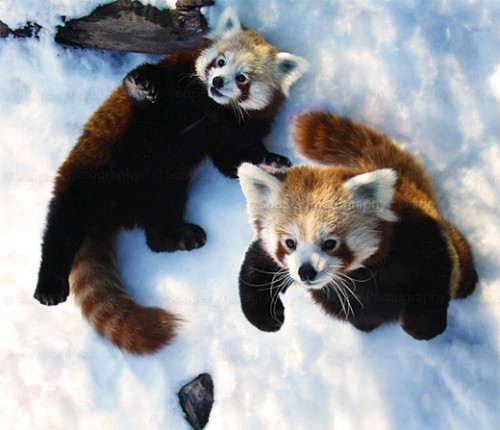 little red panda in danger by Avshalom Levin - Ourboox.com