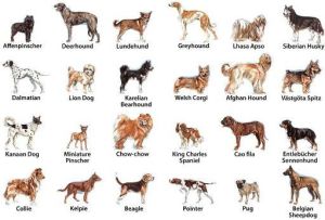 All about dogs by Noaa - Ourboox.com
