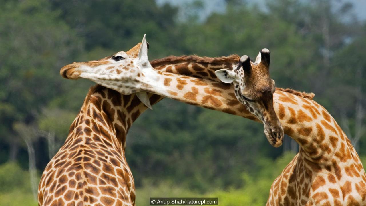 גירפות by anat - Ourboox.com