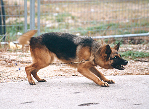 Guard dogs! by gaya and dana - Illustrated by Gaya and Dana - Ourboox.com