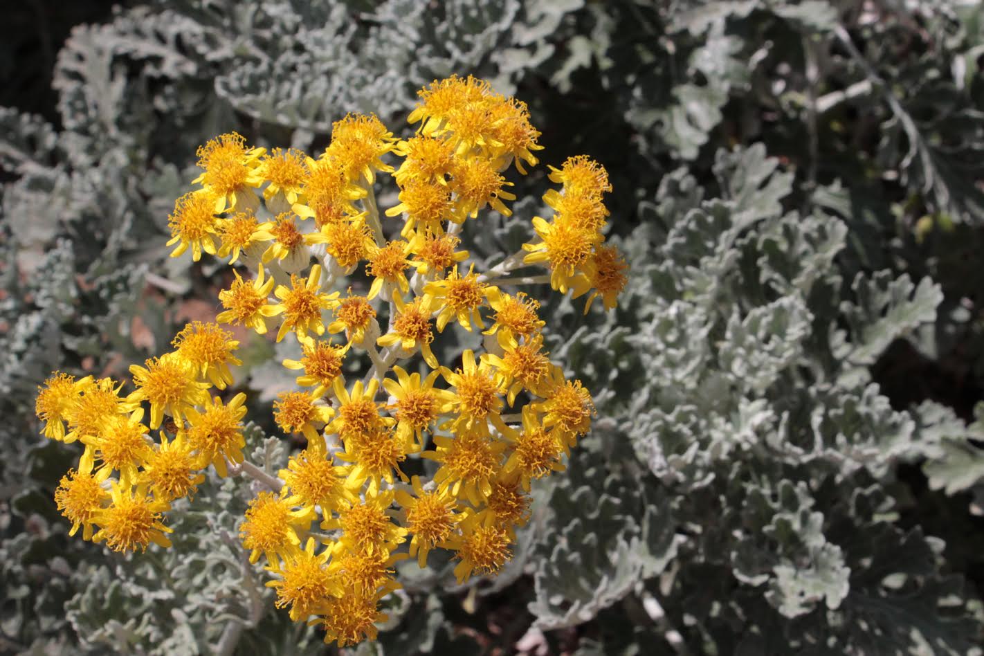 צילומי טבע by shaked rika - Ourboox.com