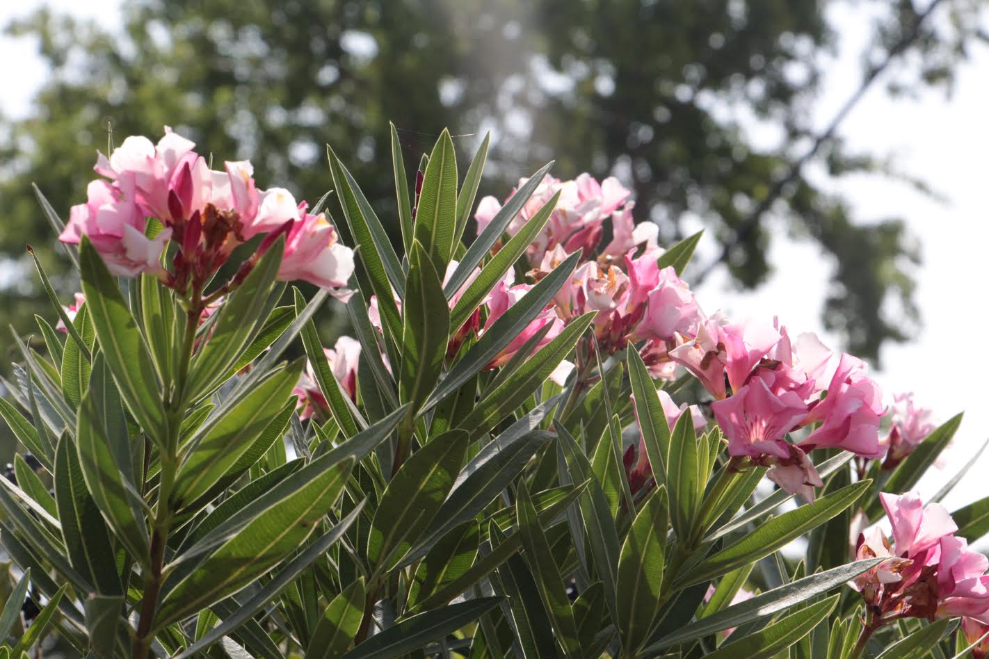 צילומי טבע by shaked rika - Ourboox.com