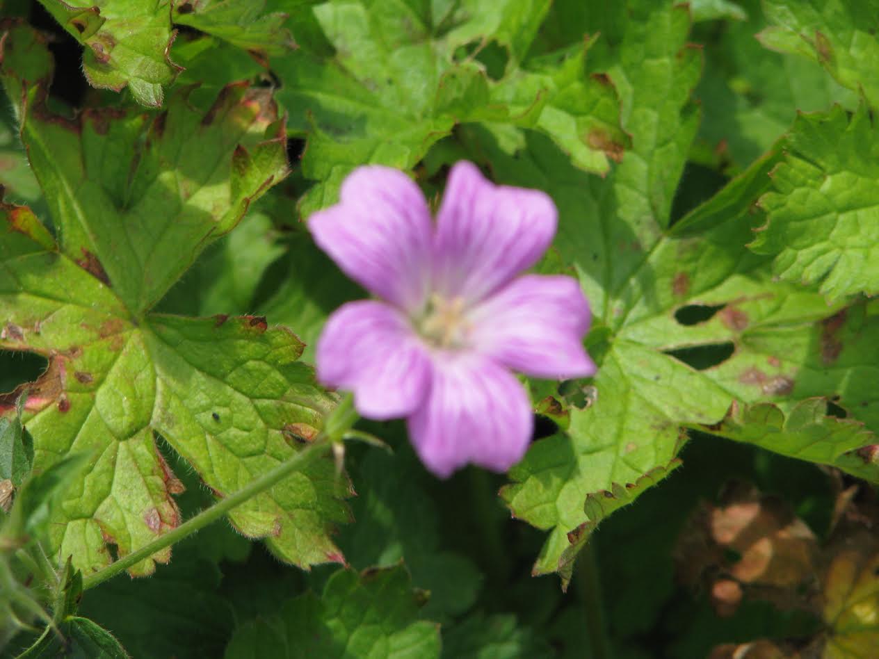 צילומי טבע by shaked rika - Ourboox.com