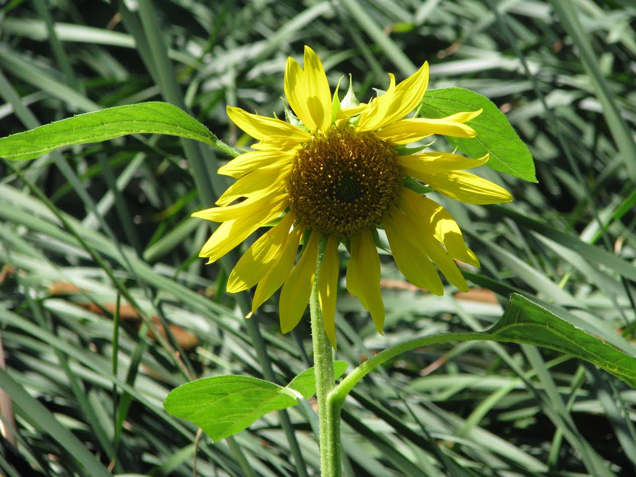 צילומי טבע by shaked rika - Ourboox.com