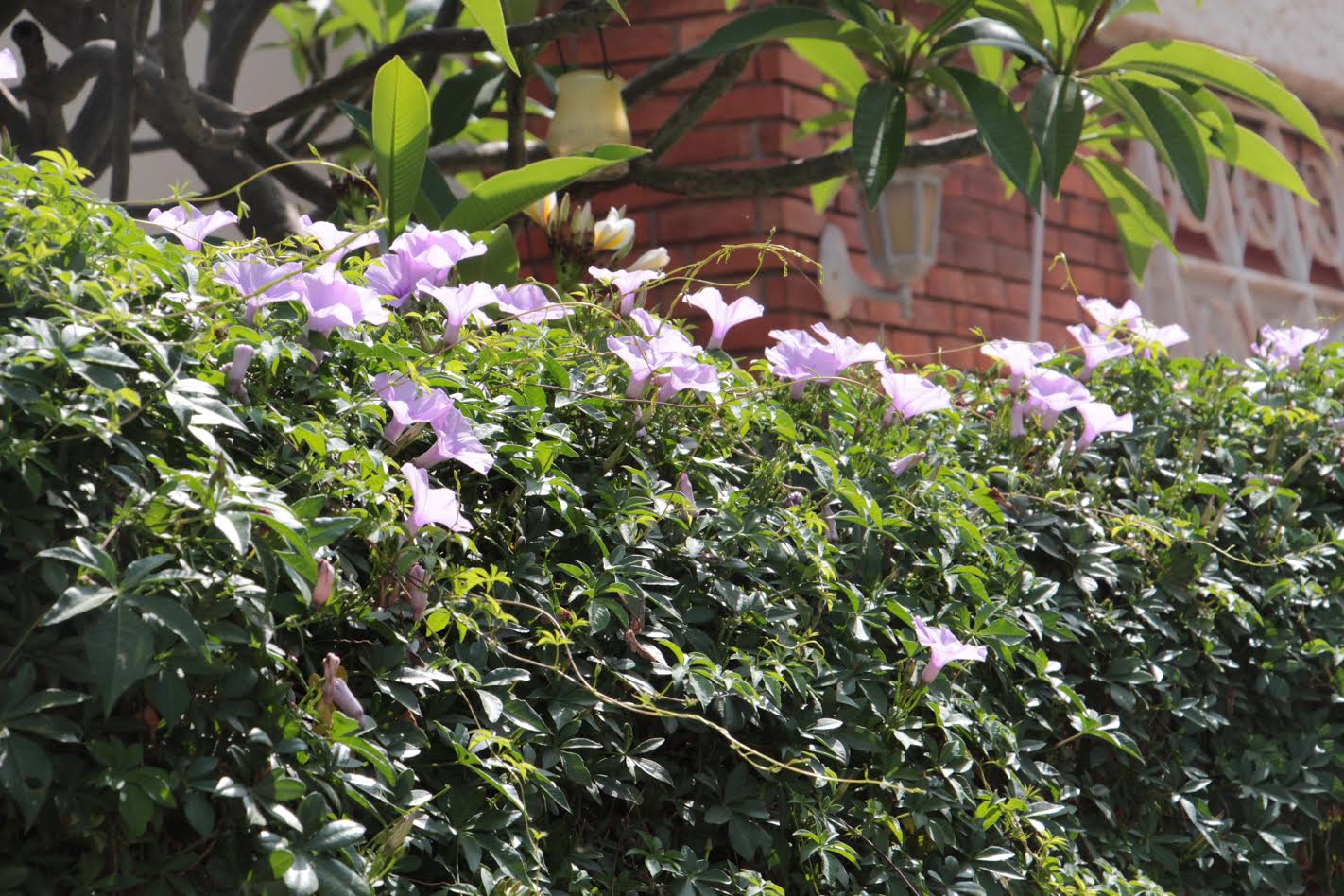 צילומי טבע by shaked rika - Ourboox.com