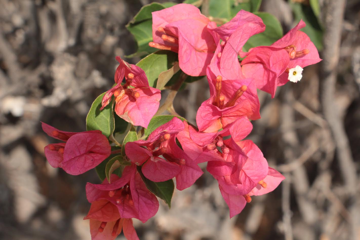 צילומי טבע by shaked rika - Ourboox.com