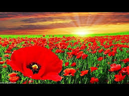 ظواهر فصل الربيع by esraa - Illustrated by اسراء ابو عرار - Ourboox.com