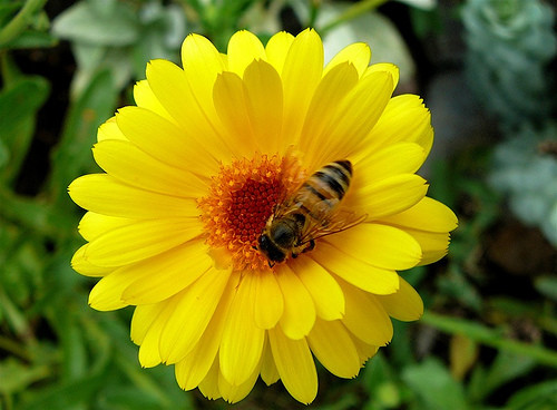 نحلة العسل by hadeel - Illustrated by hadeel - Ourboox.com