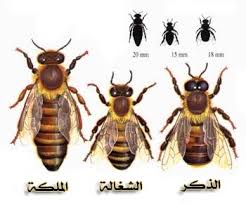 نحلة العسل by hadeel - Illustrated by hadeel - Ourboox.com