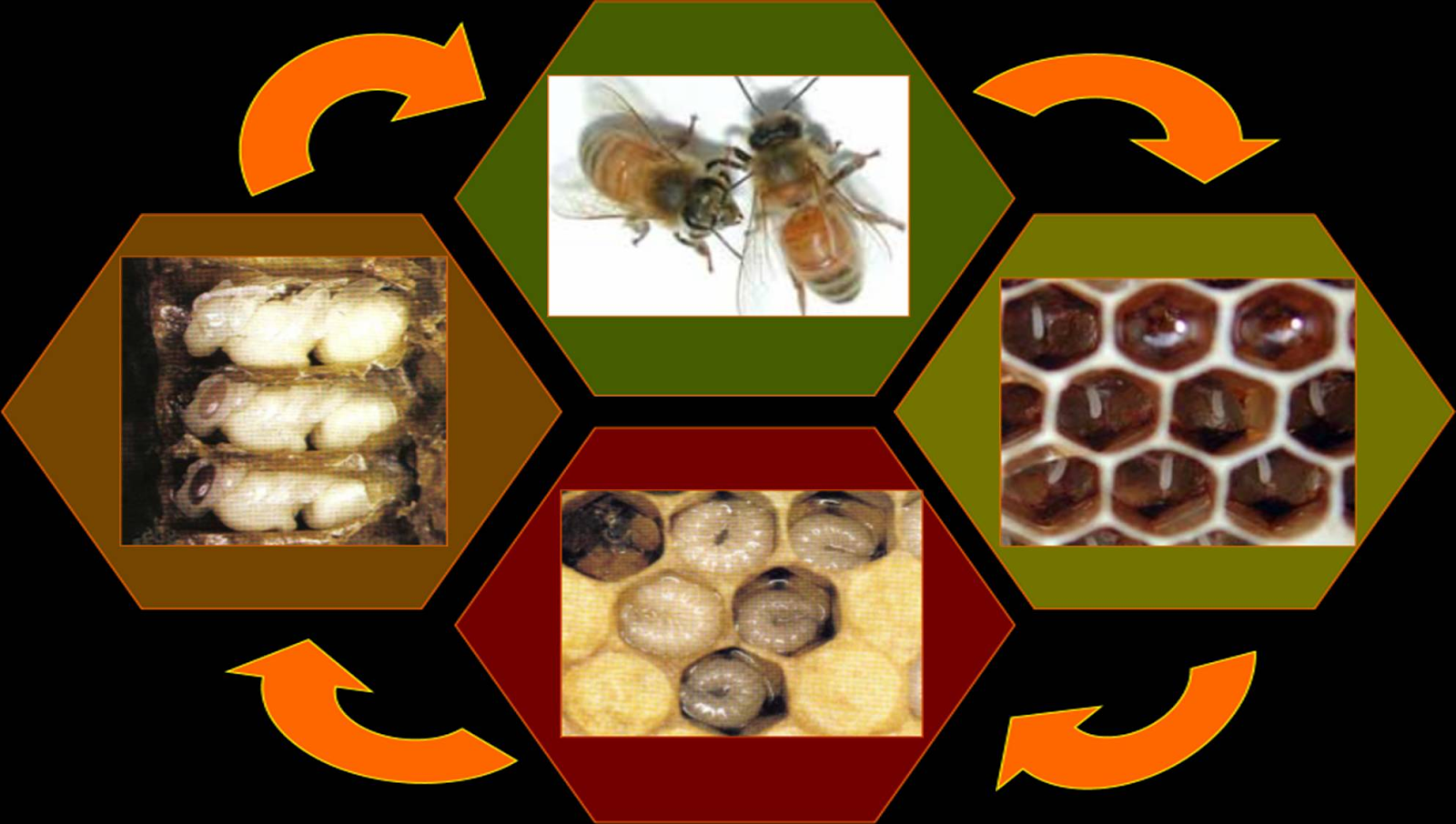 نحلة العسل by hadeel - Illustrated by hadeel - Ourboox.com