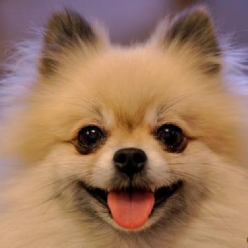 Thick-haired dog colors by Omair - Illustrated by omairo - Ourboox.com