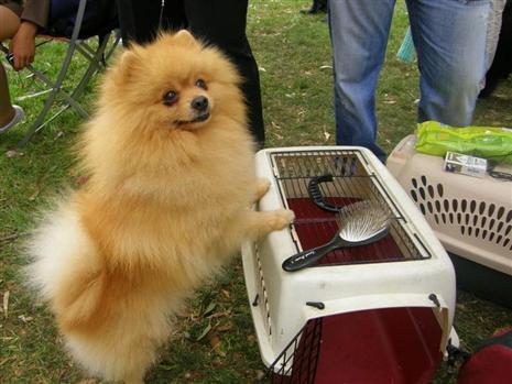 Thick-haired dog colors by Omair - Illustrated by omairo - Ourboox.com