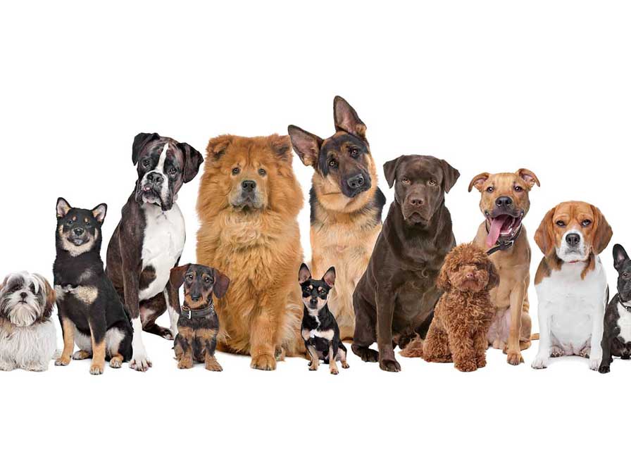 Thick-haired dog colors by Omair - Illustrated by omairo - Ourboox.com