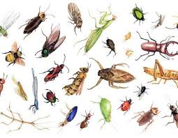 الحشرات by rawnak ganem - Illustrated by rawnak - Ourboox.com