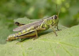 الحشرات by rawnak ganem - Illustrated by rawnak - Ourboox.com