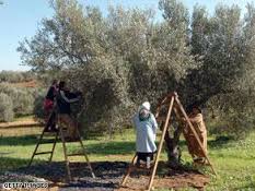 شجرة الزيتون by ayat bdran - Illustrated by Ayat bdran - Ourboox.com