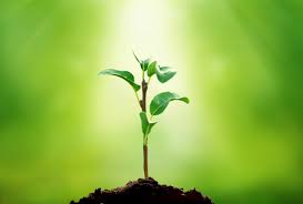 النباتات by tamam abo rabeaa - Illustrated by تمام ابو ربيعه - Ourboox.com