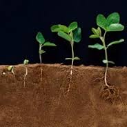 النباتات by tamam abo rabeaa - Illustrated by تمام ابو ربيعه - Ourboox.com