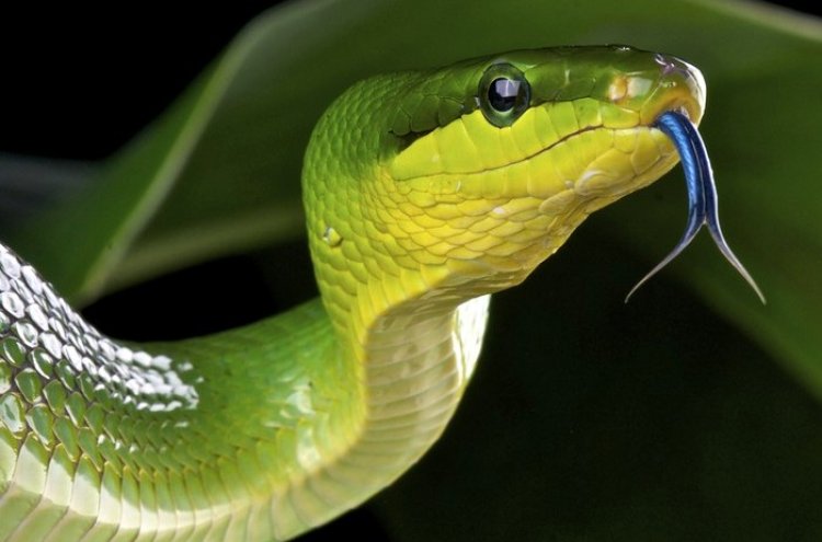 הפחדן והנחש by ANCOHEN - Ourboox.com