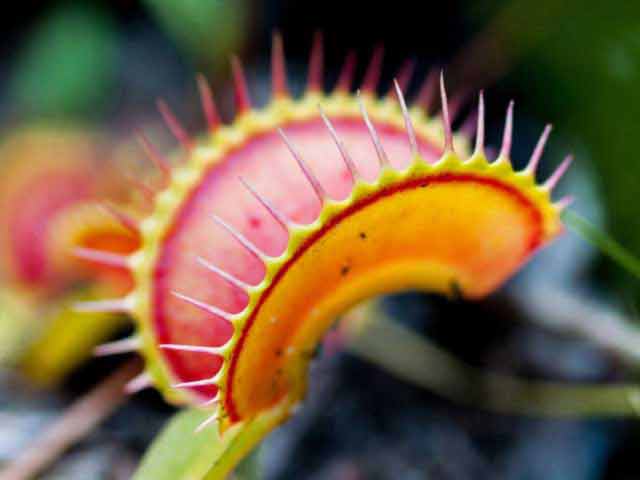 צמחים טורפים וצמחים נדירים by Lehava Or Yehuda - Ourboox.com