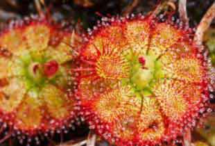 צמחים טורפים וצמחים נדירים by Lehava Or Yehuda - Ourboox.com