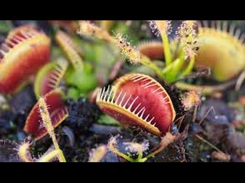 צמחים טורפים וצמחים נדירים by Lehava Or Yehuda - Ourboox.com