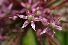 צמחים טורפים וצמחים נדירים by Lehava Or Yehuda - Ourboox.com