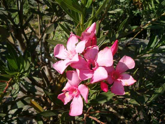 פרחים by Lehava Or Yehuda - Ourboox.com