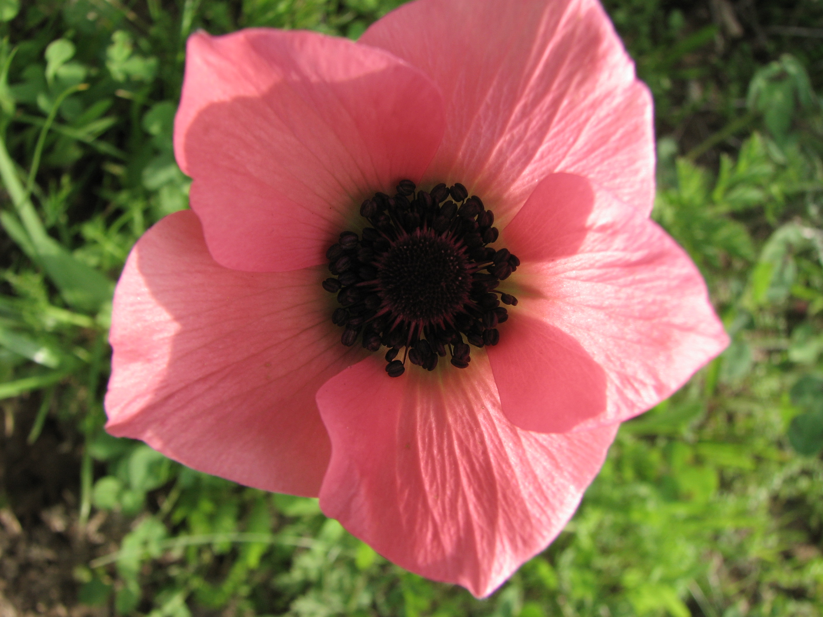 פרחים by Lehava Or Yehuda - Ourboox.com