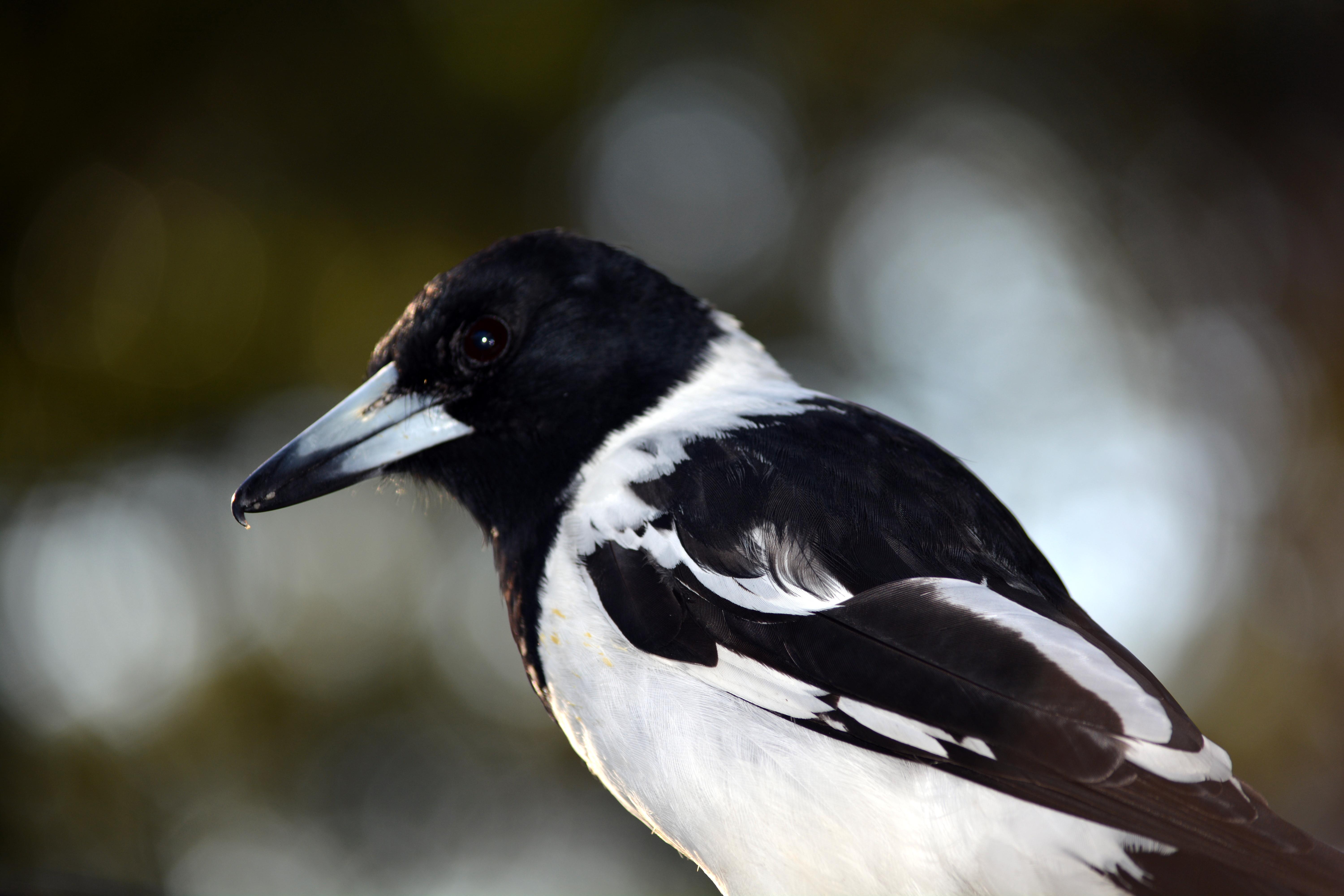 החופש הגדול של אמה וטליה by Lehava Or Yehuda - Illustrated by אמה - Ourboox.com