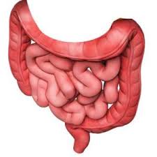 המעי הדק- רכבת ההרים של המזון by Anat - Ourboox.com