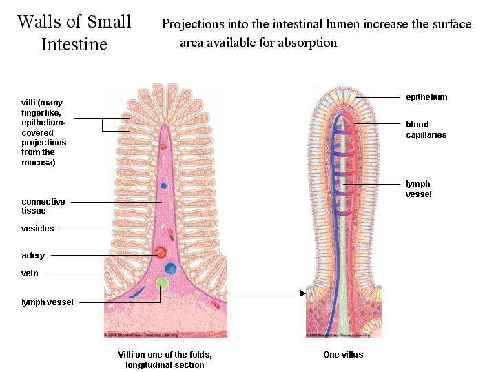 המעי הדק- רכבת ההרים של המזון by Anat - Ourboox.com