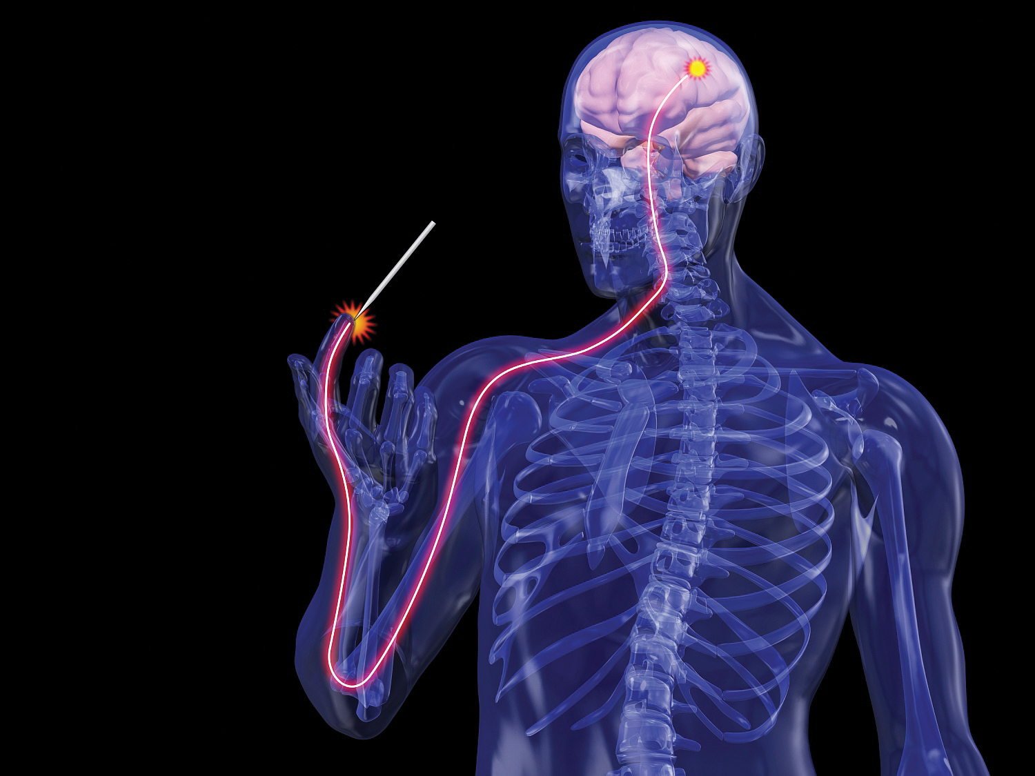 עובדות מעניינות לגבי גוף האדם על קצה המזלג by AMIR - Illustrated by  אמיר ולקוביץ - Ourboox.com