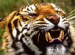 עבודת חיי by samy - Illustrated by שמואל  - Ourboox.com