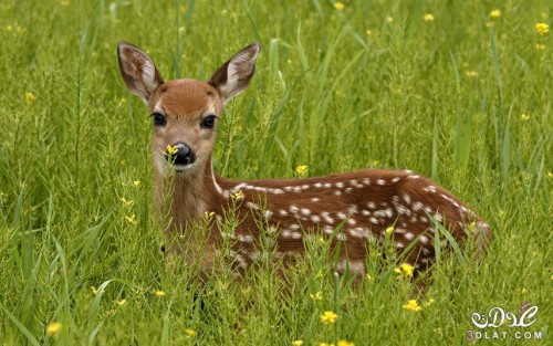 الحيوانات by asmaa ujdr - Ourboox.com