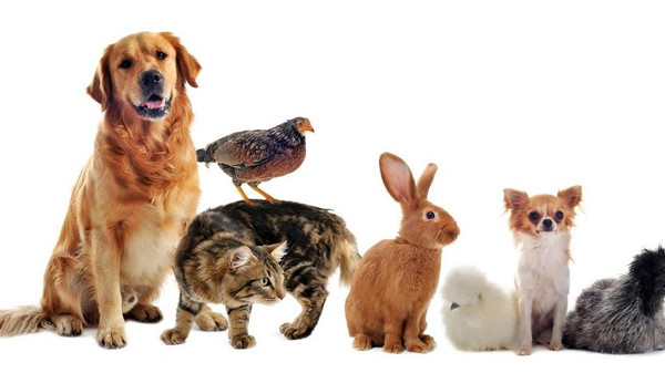 الحيوانات المفترسة والحيوانات الأليفة by acilosama - Ourboox.com